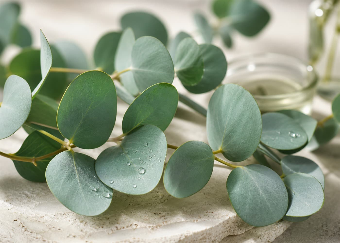 Eucalyptus ingredient detail